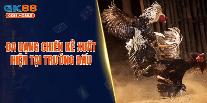 Đa dạng chiến kê xuất hiện tại trường đấu