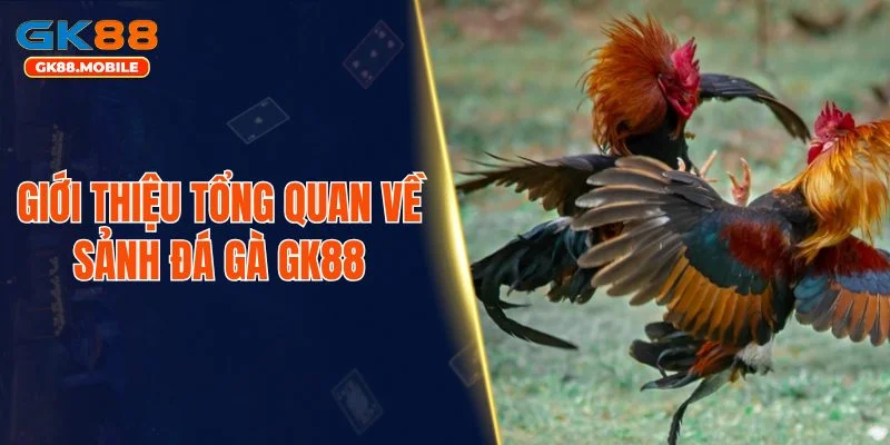 Giới thiệu tổng quan về sảnh đá gà GK88