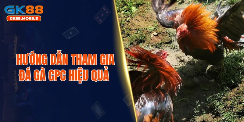 Hướng dẫn tham gia đá gà CPC hiệu quả